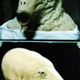 Illustration for article titled A Gallery of Never-Before-Seen Concept Art from David Lynchs emDune/em